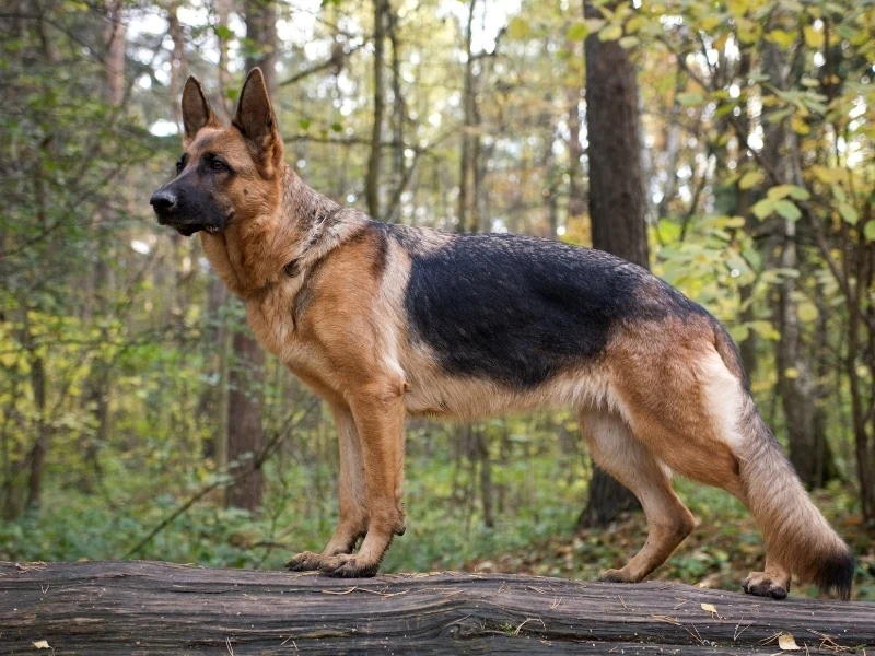 Brief History of German Shepherd Poodle
