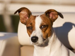 Jack Russell Chihuahua Mix - Complete Guide 2023