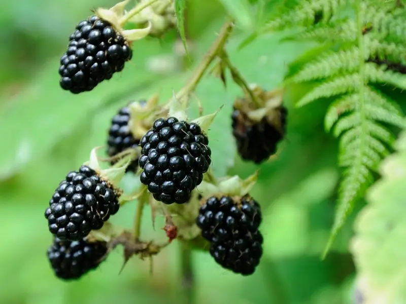 Benefits of Blackberries for Dogs
