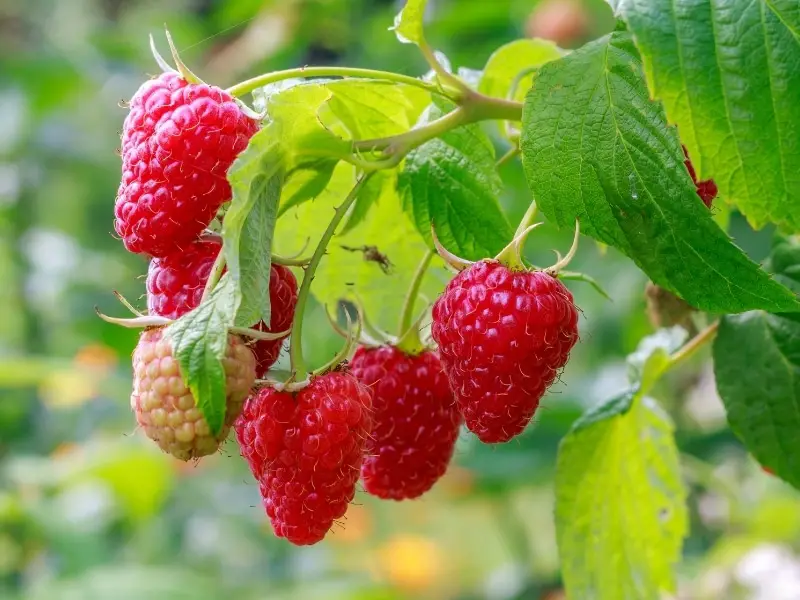 Benefits of Raspberries for Dogs