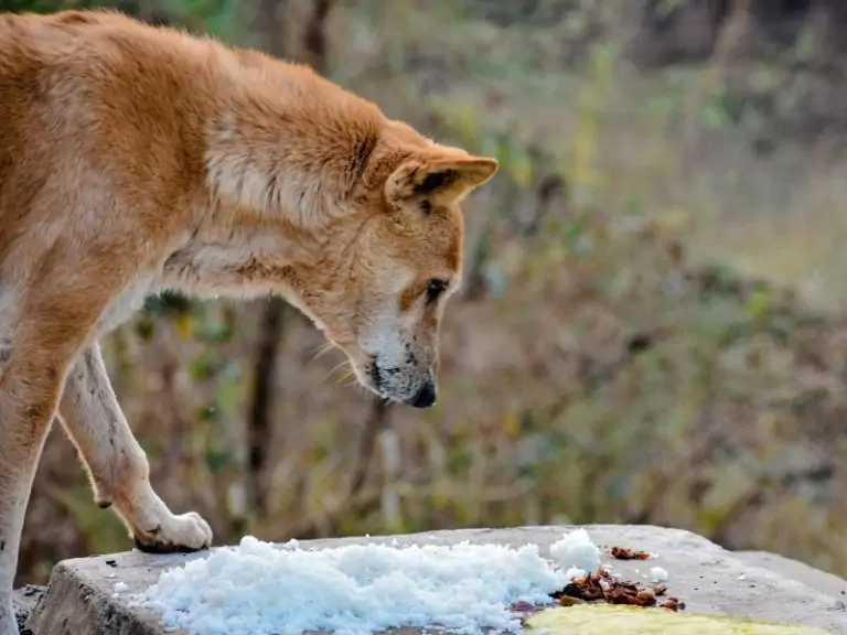 Can Dogs Eat Rice? - Canine HQ