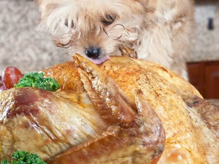 Can Dogs Eat Turkey? - Canine HQ