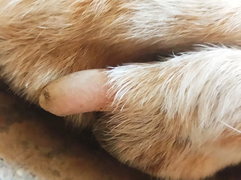 What to Do If Your Dog Broke Their Nail 