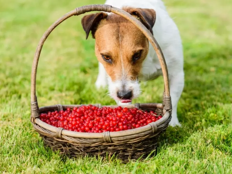 Benefits of Cranberries for Dogs