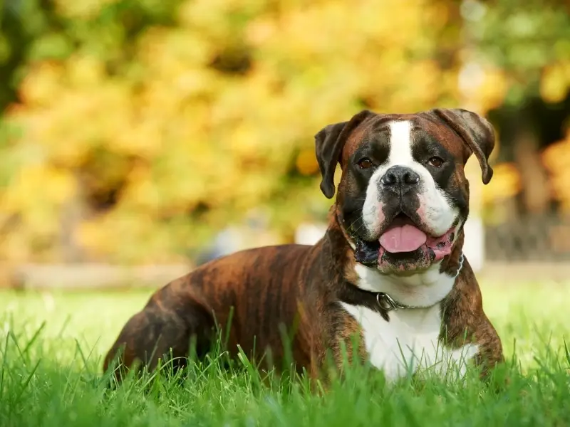 18 Best and Popular Boxer Mix Breeds 2022
