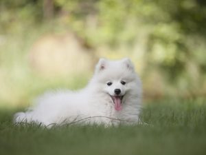 15 Cute and Calm Small Dogs - Quiet Breeds
