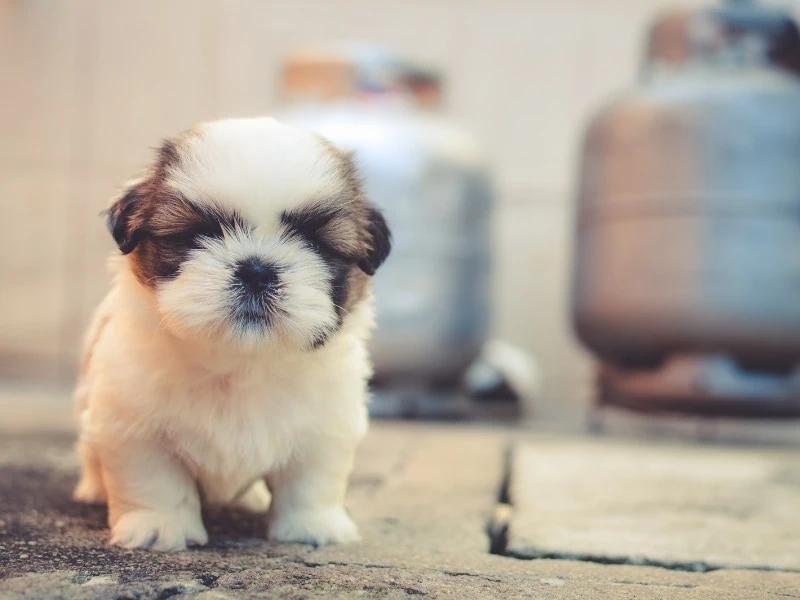 Calm and Small Dog Breeds