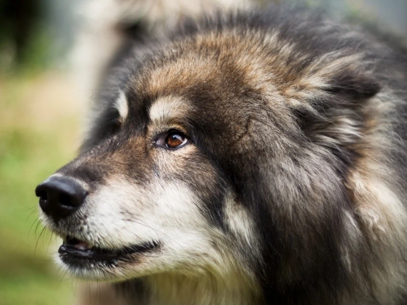 Characteristics of a Husky Wolf Mix
