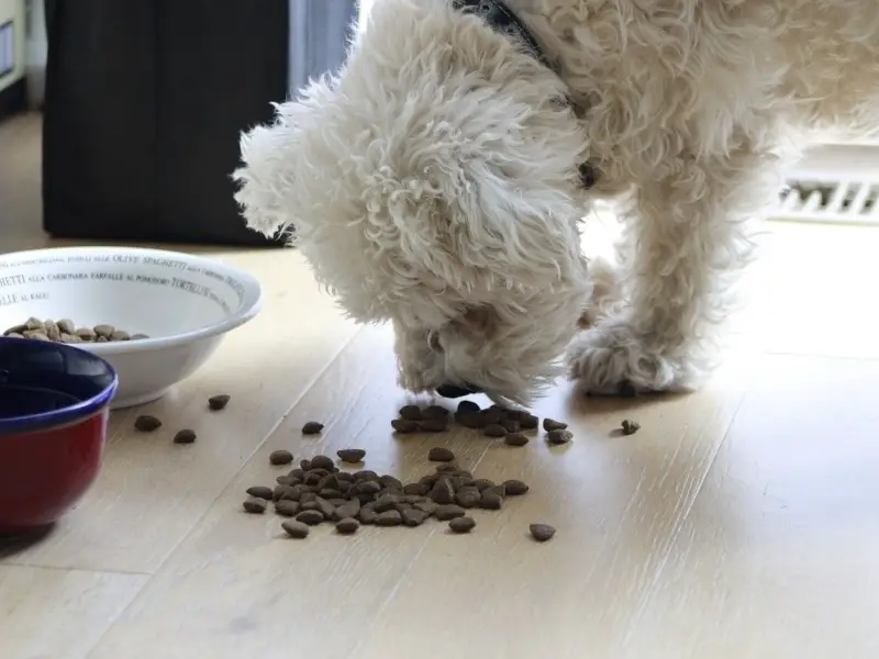 dry food for puppies
