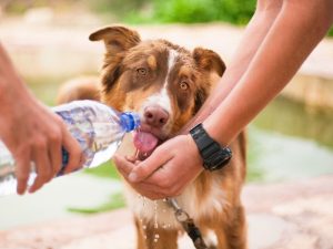 How to Make a Dog Drink Water