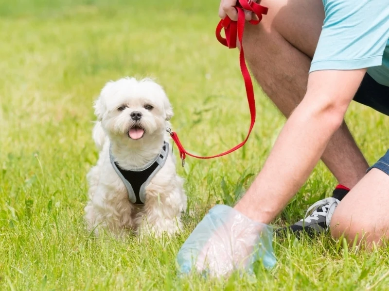 How to Make a Dog Poop Quickly? 6 Amazing Tips!