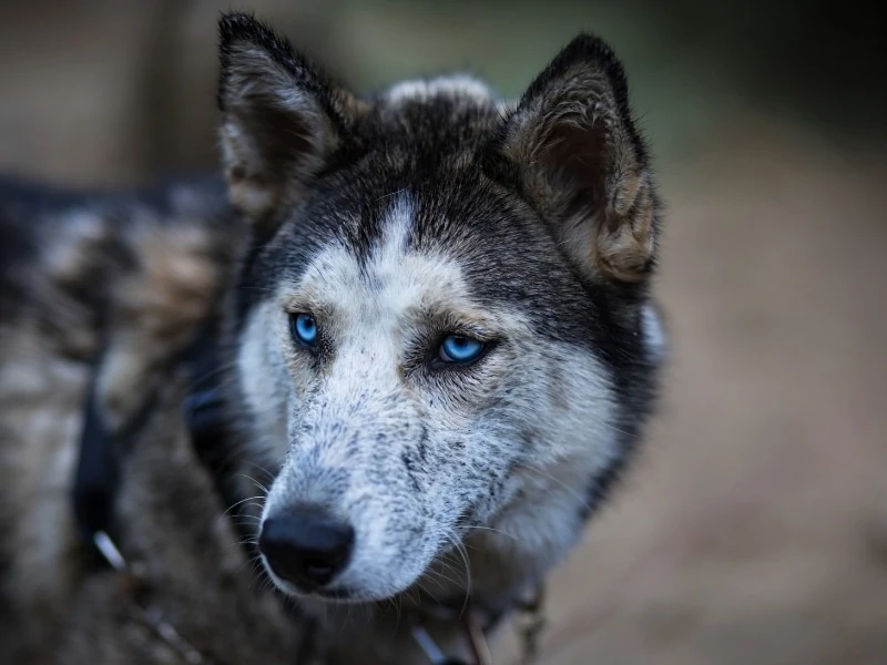 Husky Wolf Mix - Complete Guide in 2023