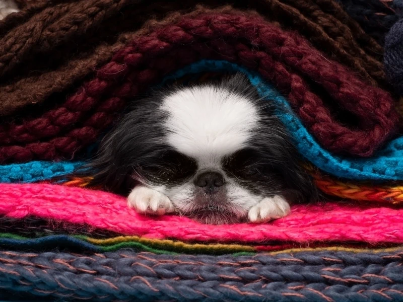15 Lazy Dog Breeds - A Perfect Apartment Dog!