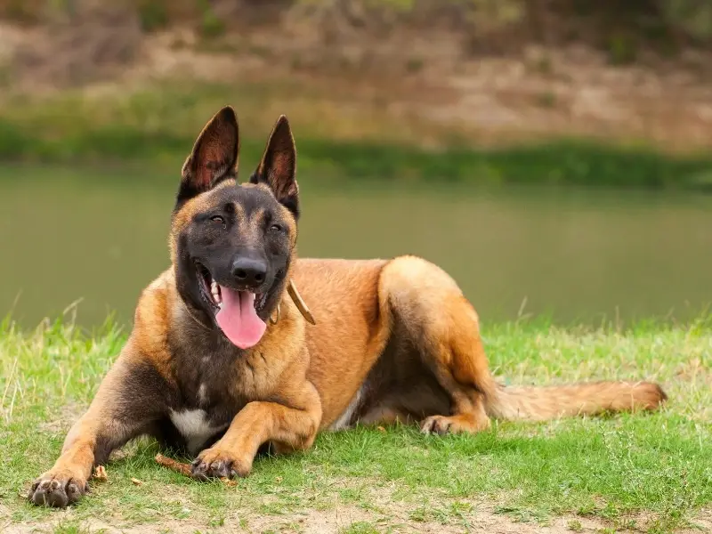 15 Strongest Dog Breeds That Get the Work Done!