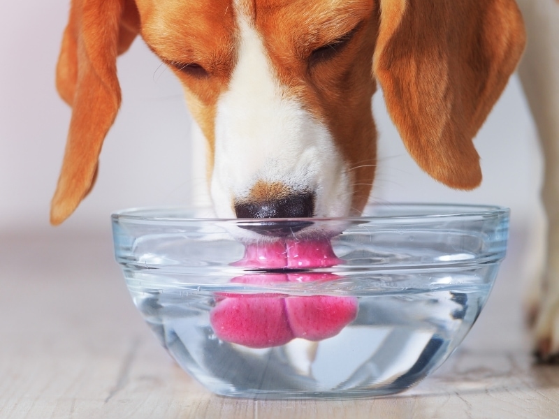 What Do I Do If My Dog Won’t Drink Water