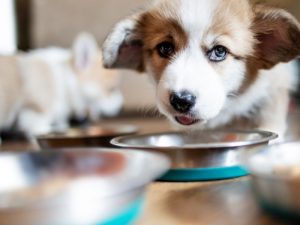 When Can Puppies Eat Dry Food Without Water?