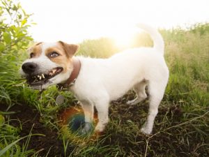 Why Do Dogs Eat Dirt? Your Dog Might Surprise You!