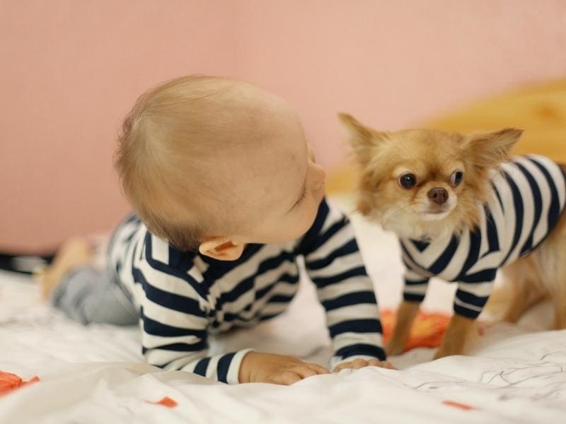 Cute and Small Dog Breeds for Kids