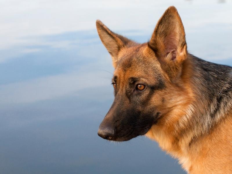 Czech German Shepherds - Complete and Detailed Guide 2022