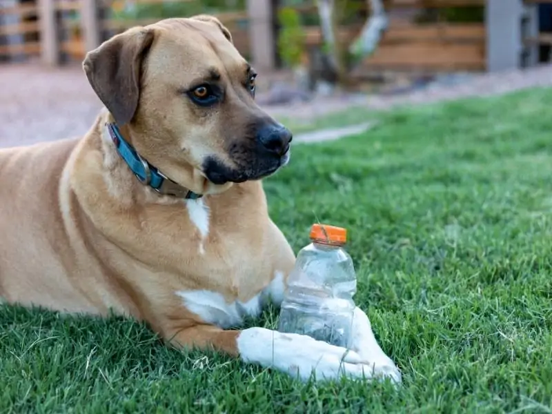 Dog Ate Plastic