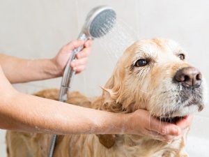 Dog Grooming Prices - How Much Should You Pay?
