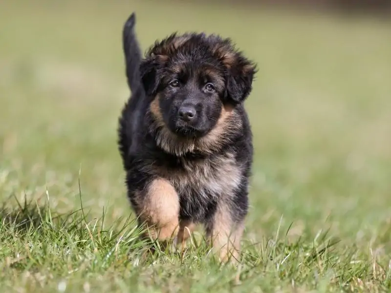 German Shepherd 3 Months Old Puppy - What You Need to Do!