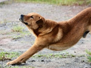 My Dog Is Stretching a Lot - What Does It Mean?