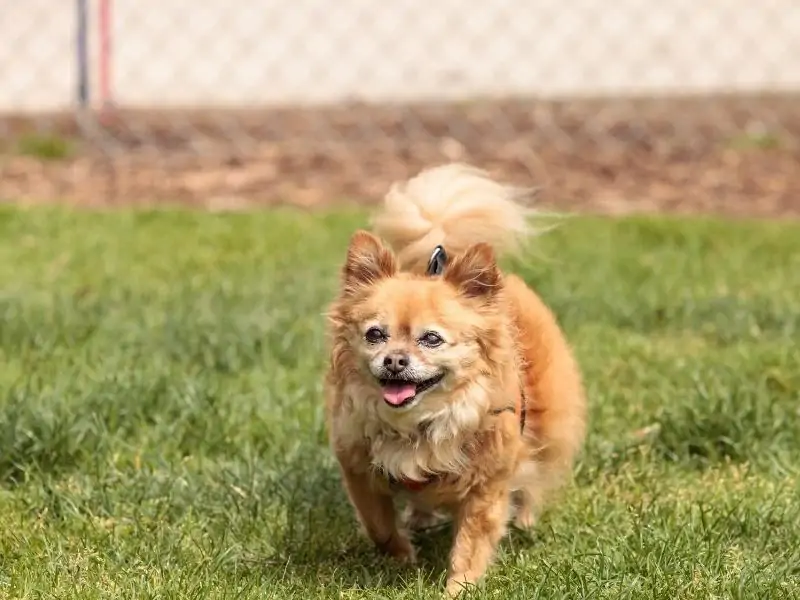 Pomeranian Chihuahua Mix