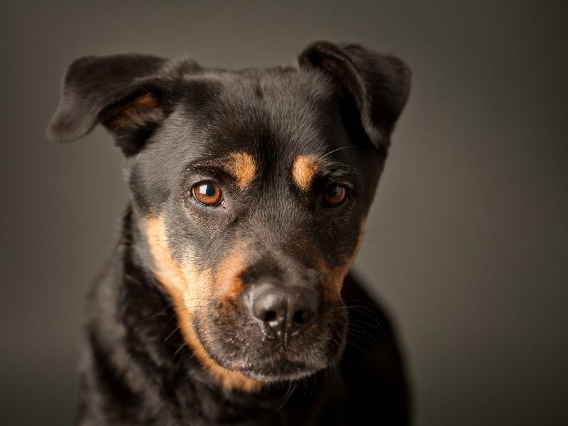 15 Best and Popular Rottweiler Mix Breeds 2023