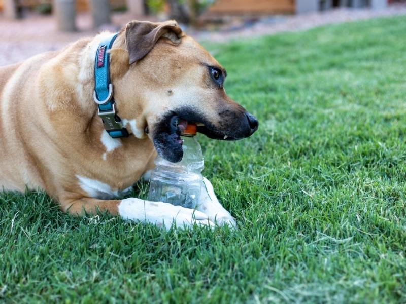 What to Do When Your Dog Ate Plastic