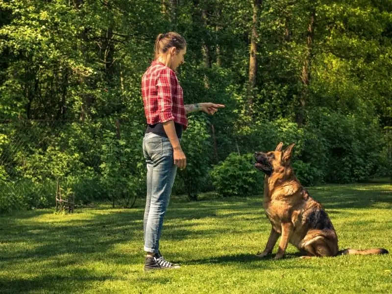 Benefits of Teaching Dog Russian Commands
