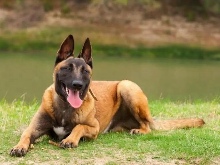 German Shepherd Belgian Malinois Mix - Complete Guide - Canine HQ