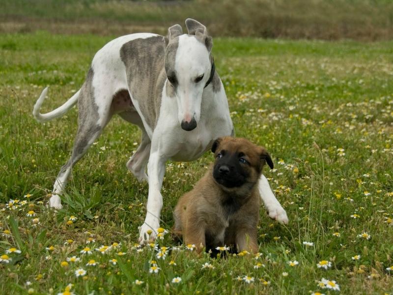 German Shepherd Greyhound Mix Care
