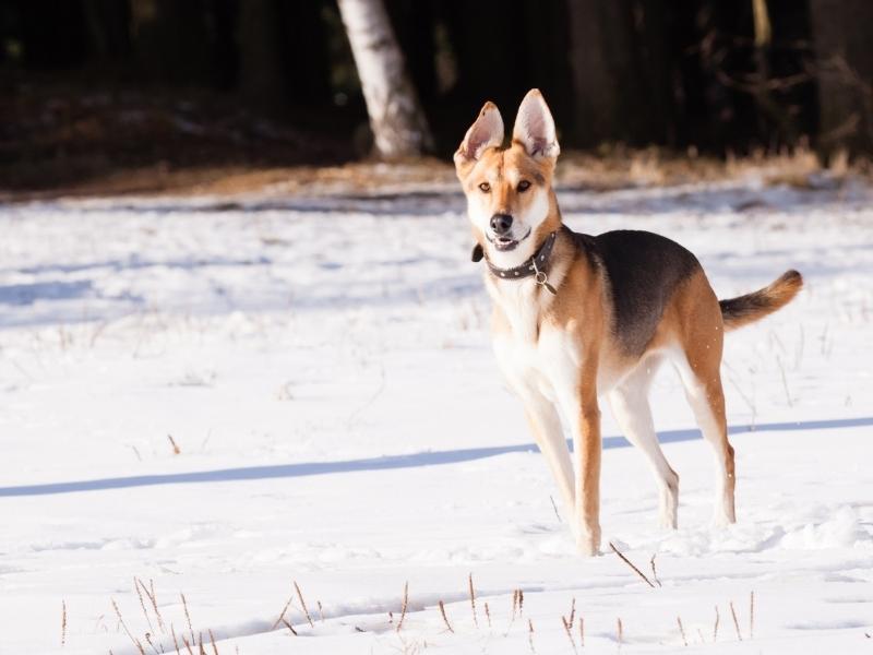 German Shepherd Greyhound Mix - Complete Guide