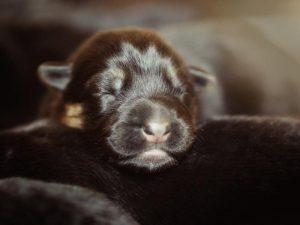 How to Take Care of Newborn German Shepherd Puppies?