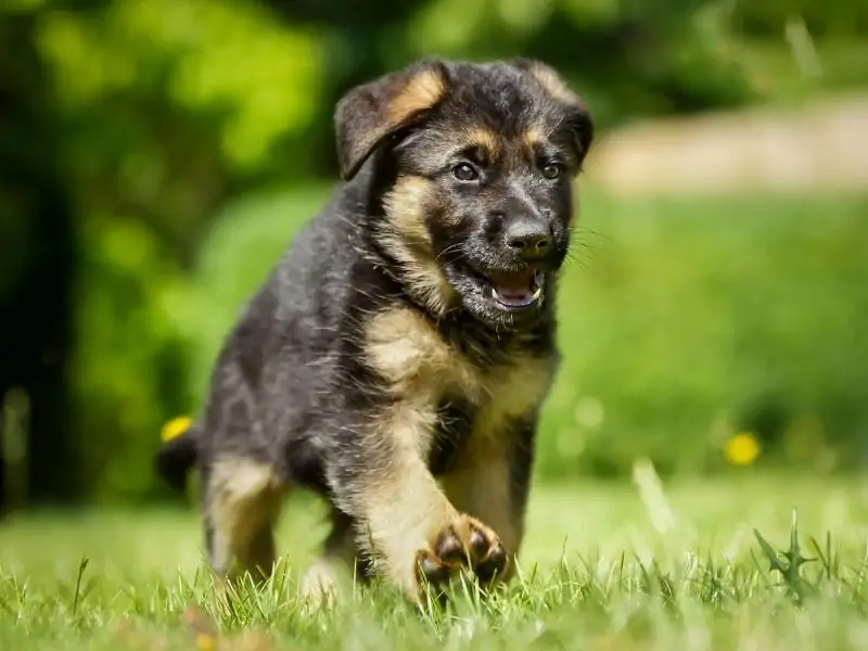 Newborn German Shepherd Puppy Care