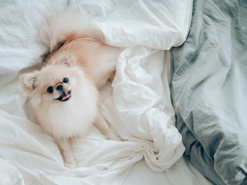 Reasons Why Your Dog Pee on Your Bed
