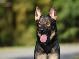Sable German Shepherd - Complete and Detailed Guide 2022