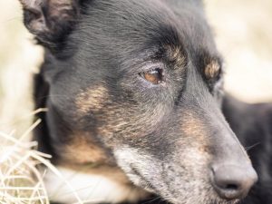 Signs a Dog Is Dying - What’s Your Dog’s Condition?