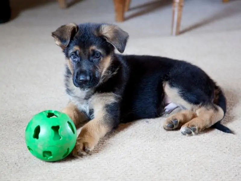 Things You Need When a German Shepherd Puppy Is Born