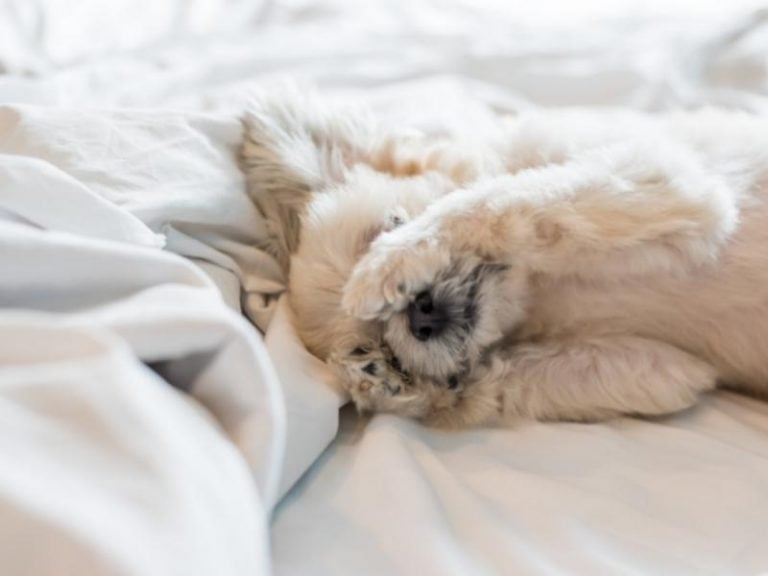 Why Do Dogs Pee on Beds? What’s the Reason Behind It? Canine HQ