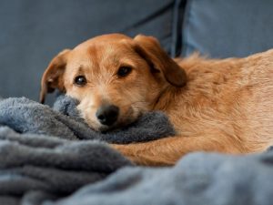 Why Does My Dog Pee On His Blanket? Find Out Why!
