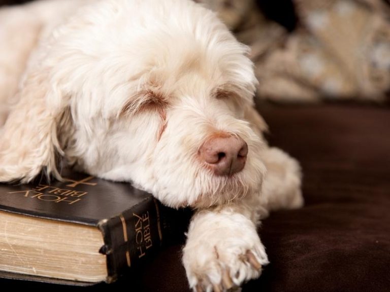 Are Dogs Mentioned In The Bible 768x576 