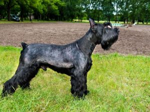 10 Big Dog Breeds that Don't Shed - Complete List and Guide 2022