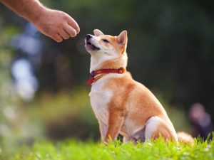 Hebrew Dog Commands - Teaching Your Dog Hebrew Commands!
