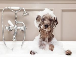 How Often Can You Bathe a Dog?