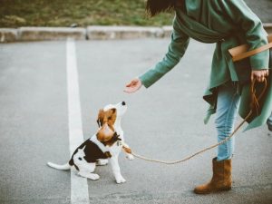 Italian Dog Commands - Teaching Your Dog Italian Commands!