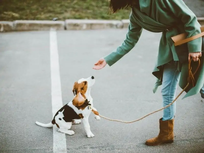 Italian Dog Commands – Teaching Your Dog Italian Commands!