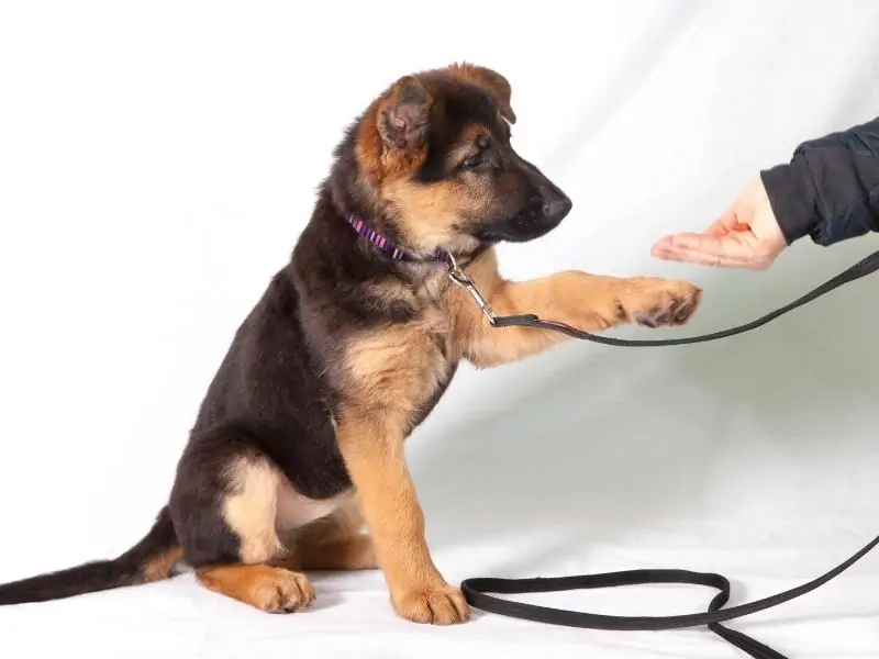 Korean Dog Commands - Teaching Your Dog Korean Commands!