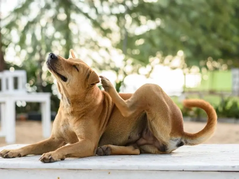 Reasons Why Your Dog Is Scratching Without Fleas